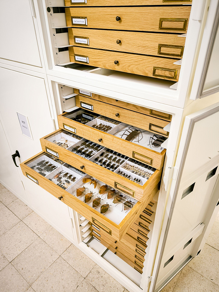 National Natural History Museum Lisbon drawers